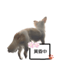 愛犬サンタスタンプPart①（個別スタンプ：6）