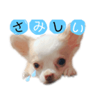 愛犬サンタスタンプPart①（個別スタンプ：7）