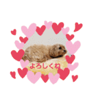 ♪うちのララちゃん♪（個別スタンプ：5）