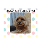 ♪うちのララちゃん♪（個別スタンプ：35）