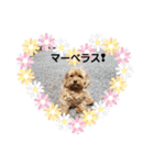 ♪うちのララちゃん♪（個別スタンプ：39）