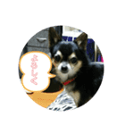 チワワの"チョコ"さんです( ¨̮ )/（個別スタンプ：2）