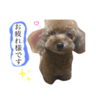 トイプードル♡ローズちゃんスタンプ♡（個別スタンプ：6）