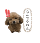 トイプードル♡ローズちゃんスタンプ♡（個別スタンプ：14）