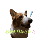 コーギー好きのスタンプ（個別スタンプ：4）
