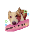 コーギー好きのスタンプ（個別スタンプ：6）