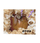 ハムスターぷりん（個別スタンプ：1）