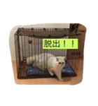 あっぱれ！みゃろモモ！（個別スタンプ：4）
