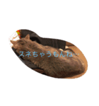 あっぱれ！みゃろモモ！（個別スタンプ：5）
