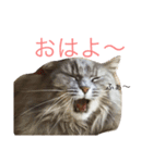 佐々木家にゃんず（個別スタンプ：1）