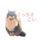 佐々木家にゃんず（個別スタンプ：3）