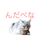 佐々木家にゃんず（個別スタンプ：4）