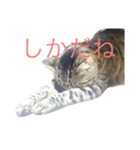 佐々木家にゃんず（個別スタンプ：5）