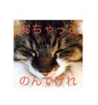 佐々木家にゃんず（個別スタンプ：6）