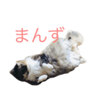 佐々木家にゃんず（個別スタンプ：7）