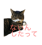 佐々木家にゃんず（個別スタンプ：8）