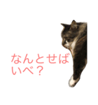 佐々木家にゃんず（個別スタンプ：10）