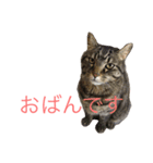 佐々木家にゃんず（個別スタンプ：11）