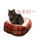 佐々木家にゃんず（個別スタンプ：12）