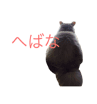 佐々木家にゃんず（個別スタンプ：15）