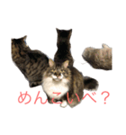 佐々木家にゃんず（個別スタンプ：16）