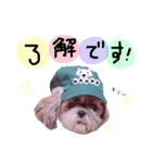 シーズーのはるちゃん♡（個別スタンプ：4）