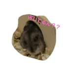 ハムスターズ♪（個別スタンプ：1）