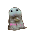 ハムスターズ♪（個別スタンプ：3）