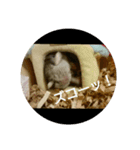 ハムスターズ♪（個別スタンプ：7）