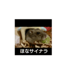 ハムスターズ♪（個別スタンプ：8）