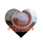 ハムスターズ♪（個別スタンプ：9）