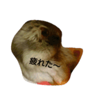 ハムスターズ♪（個別スタンプ：12）