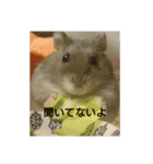 ハムスターズ♪（個別スタンプ：13）