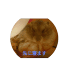ハムスターズ♪（個別スタンプ：14）