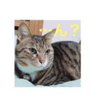 なのここすたんぷ（個別スタンプ：5）