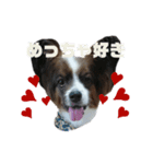 気弱なポンちゃん（個別スタンプ：2）