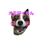 気弱なポンちゃん（個別スタンプ：3）