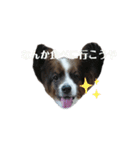 気弱なポンちゃん（個別スタンプ：13）