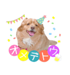 蓮の日常 1（個別スタンプ：1）