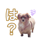 蓮の日常 1（個別スタンプ：3）