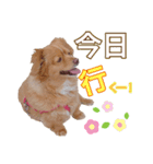 蓮の日常 1（個別スタンプ：4）