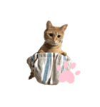 はぴまる［日常］（個別スタンプ：1）