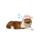 バニラはん（個別スタンプ：5）