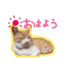 あじさい猫スタンプ（個別スタンプ：1）
