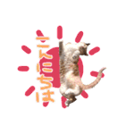 あじさい猫スタンプ（個別スタンプ：2）