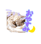 あじさい猫スタンプ（個別スタンプ：3）