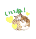 あじさい猫スタンプ（個別スタンプ：4）