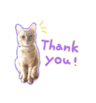 あじさい猫スタンプ（個別スタンプ：5）
