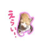 あじさい猫スタンプ（個別スタンプ：7）