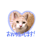あじさい猫スタンプ（個別スタンプ：11）